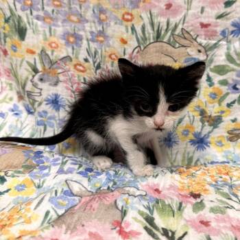 Domestic Short Hair Cats Available for Adoption in Delaware, Ohio - Wren | PetCurious