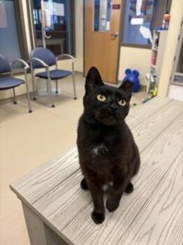 Juliet -  Domestic Short Hair Cat for Adoption in Quakertown, Pennsylvania - Juliet | PetCurious
