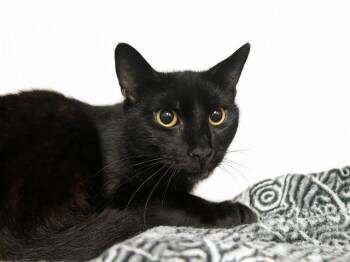 Domestic Long Hair Cats Available for Adoption - TEDDY | PetCurious