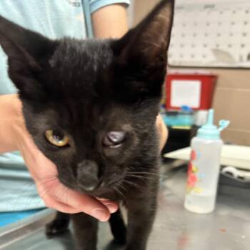 Cheesy Gordita Crunch -  Domestic Short Hair Cat for Adoption in Newport, North Carolina - Cheesy Gordita Crunch | PetCurious