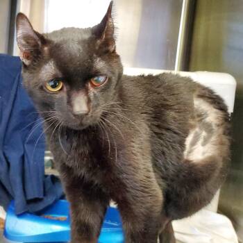 Rescue Domestic Short Hair Cats for Adoption in Jersey City, New Jersey - Crackle | PetCurious