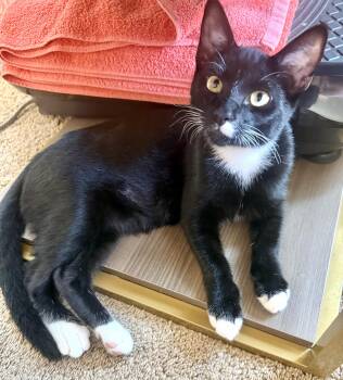 Papillon -  Domestic Short Hair Cat for Adoption in San Juan Capistrano, California - Papillon | PetCurious
