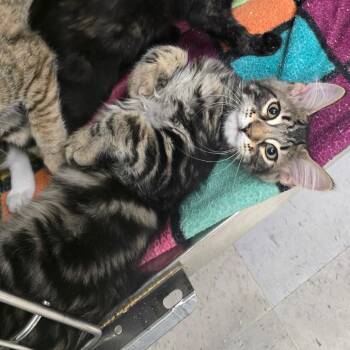 Chiffon -  Domestic Medium Hair Cat for Adoption in Spokane, Washington - Chiffon | PetCurious