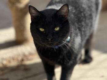 Rescue Tabby Cats for Adoption in Pierre, South Dakota - Eclipse | PetCurious