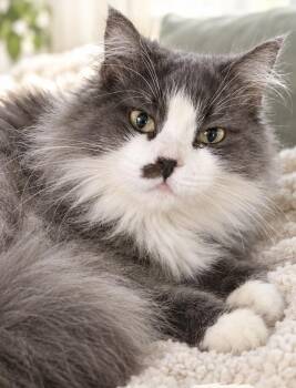 Holyy -  Maine Coon Cat for Adoption in Brampton, Ontario - Holyy | PetCurious