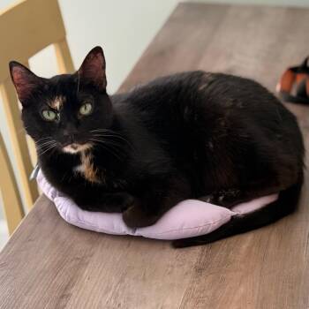 Beyberry -  Domestic Short Hair Cat for Adoption in Cumming, Georgia - Beyberry | PetCurious