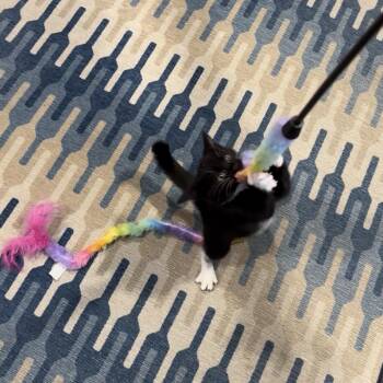 Rescue Domestic Short Hair Cats for Adoption in Cottonwood Heights, Utah - Ravioli | PetCurious