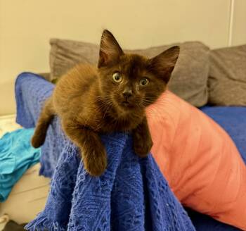 Bruce -  Domestic Short Hair and Bombay Cat for Adoption in Boca Raton, Florida - Bruce | PetCurious