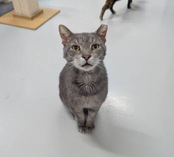 Rescue American Shorthair and Domestic Short Hair Cats for Adoption in West Palm Beach, Florida - Tom | PetCurious