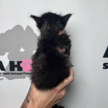 Poppyseed -  American Shorthair and Domestic Short Hair Cat for Adoption in Milton, Florida - Poppyseed | PetCurious