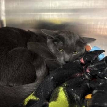 Domestic Short Hair Cats Available for Adoption in Salt Lake City, Utah - Kowalski | PetCurious