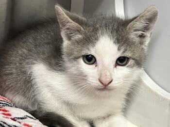STEGS -  Domestic Short Hair Cat for Adoption in Tustin, California - STEGS | PetCurious