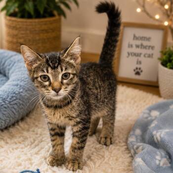 Zed -  Domestic Short Hair Cat for Adoption in Lufkin, Texas - Zed | PetCurious