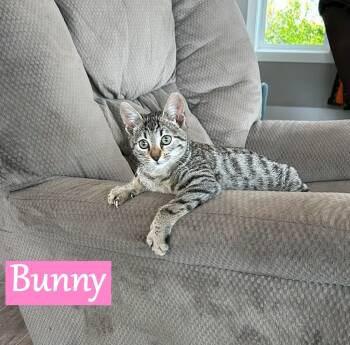 Rescue Domestic Short Hair Cats for Adoption - Bunny | PetCurious