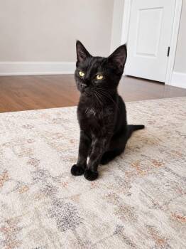 Siren -  Domestic Short Hair Cat for Adoption in Clarksville, Tennessee - Siren | PetCurious