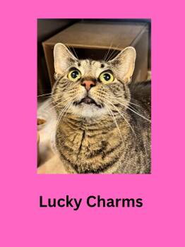 Domestic Short Hair Cats Available for Adoption in Ravenna, Ohio - Lucky Charms | PetCurious