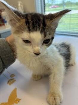 Albert (grey) -  Domestic Short Hair Cat for Adoption in Lafayette, Indiana - Albert (grey) | PetCurious