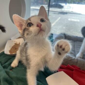 Carpenter Bee -  Domestic Short Hair Cat for Adoption in Salt Lake City, Utah - Carpenter Bee | PetCurious