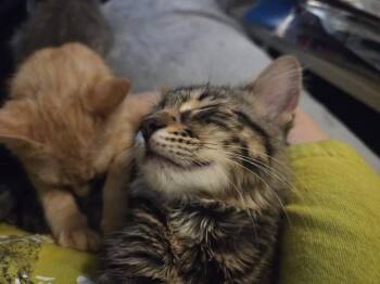 Perla -  Tabby Cat for Adoption in Plano, Texas - Perla | PetCurious