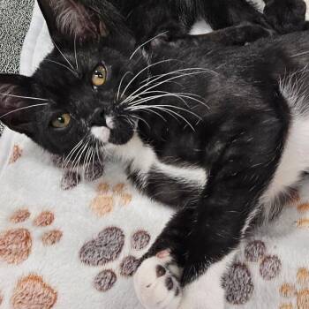 Tux -  Domestic Short Hair Cat for Adoption in Springfield, Illinois - Tux | PetCurious