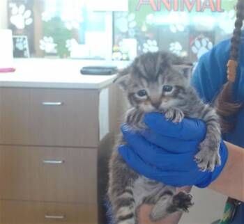 CHICAGO -  Domestic Short Hair Cat for Adoption in Louisville, Kentucky - CHICAGO | PetCurious