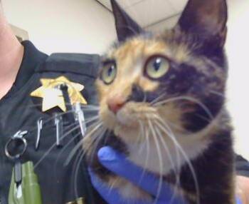 CORALINE -  Domestic Short Hair Cat for Adoption in Sacramento, California - CORALINE | PetCurious