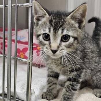 Domestic Short Hair Cats Available for Adoption in Schenectady, New York - Gadget | PetCurious