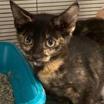 Avery -  Domestic Short Hair Cat for Adoption in Ocean Isle Beach, North Carolina - Avery | PetCurious