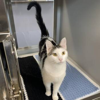 Domestic Short Hair Cats Available for Adoption in Nevada, Missouri - Kiki | PetCurious