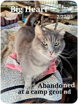Rescue American Shorthair Cats for Adoption in Staunton, Virginia - Bigheart | PetCurious