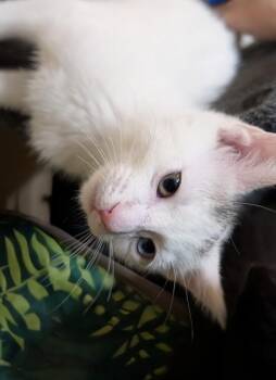 Dill -  Domestic Short Hair Cat for Adoption in Westfield, Wisconsin - Dill | PetCurious
