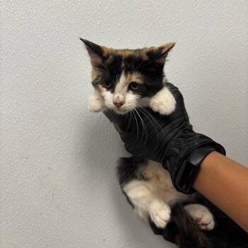 Cinnamon -  Domestic Short Hair Cat for Adoption in Abilene, Texas - Cinnamon | PetCurious