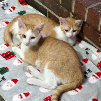Poppy (and Otto) -  Tabby and Domestic Short Hair Cat for Adoption in Tulsa, Oklahoma - Poppy (and Otto) | PetCurious