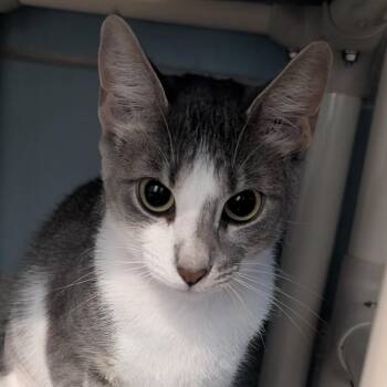 Lil momma -  Domestic Short Hair Cat for Adoption in Chicago, Illinois - Lil Momma | PetCurious