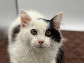 Rescue Domestic Long Hair Cats for Adoption in Portland, Oregon - Tucker | PetCurious
