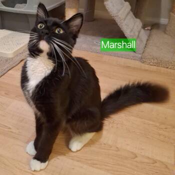 Maine Coon and Domestic Long Hair Cats Available for Adoption - :::Marshall::: | PetCurious