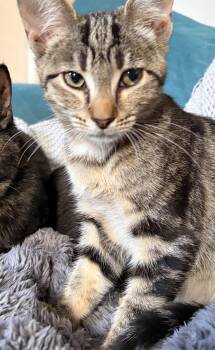 Orsey -  Domestic Short Hair and Tabby Cat for Adoption in Norfolk, Virginia - Orsey | PetCurious
