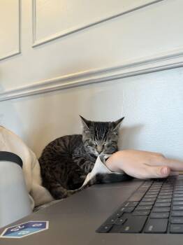 Domestic Short Hair Cats Available for Adoption - Timon-BLIND | PetCurious