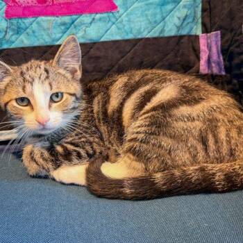 Eli -  Domestic Short Hair Cat for Adoption in Seven Valleys, Pennsylvania - Eli | PetCurious