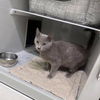 Domestic Short Hair Cats Available for Adoption in Phoenixville, Pennsylvania - Smokey | PetCurious