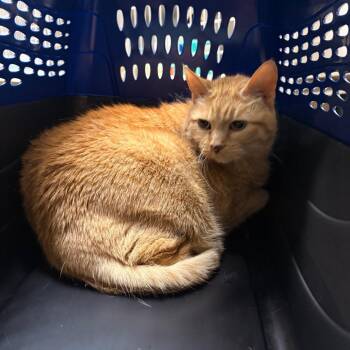 Penny - Available from Foster -  Domestic Short Hair Cat for Adoption in South Burlington, Vermont - Penny - Available From Foster | PetCurious