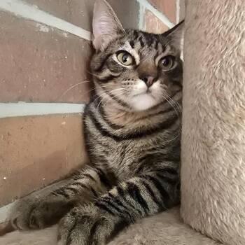 Rescue Domestic Short Hair Cats for Adoption in Warr Acres, Oklahoma - Chase | PetCurious