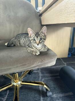 Domestic Short Hair Cats Available for Adoption - Grayson | PetCurious