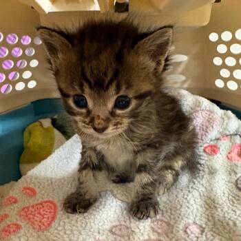 Artie -  Domestic Short Hair Cat for Adoption in Oak Park, Illinois - Artie | PetCurious