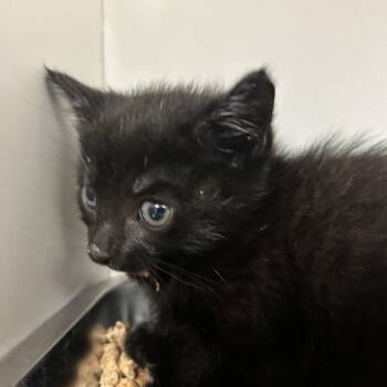 Domestic Short Hair Cats Available for Adoption in Uniontown, Pennsylvania - Mickey | PetCurious