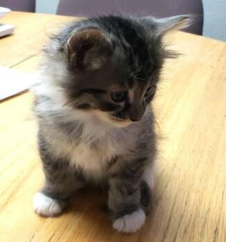Domestic Short Hair Cats Available for Adoption in Fernley, Nevada - Lumpkin | PetCurious