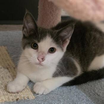 Carlotta -  Domestic Short Hair Cat for Adoption in Muncie, Indiana - Carlotta | PetCurious