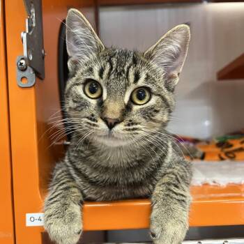 Dexter -  Domestic Short Hair Cat for Adoption in Morgan Hill, California - Dexter | PetCurious