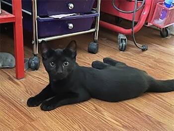 Rescue Domestic Short Hair Cats for Adoption in Union City, New Jersey - Krypto | PetCurious