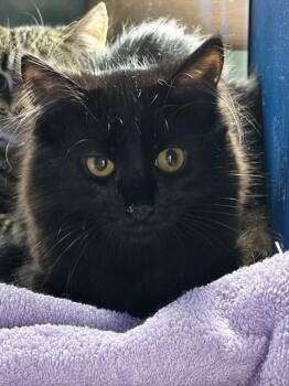HONEY -  Domestic Medium Hair Cat for Adoption in Westminster, Maryland - HONEY | PetCurious